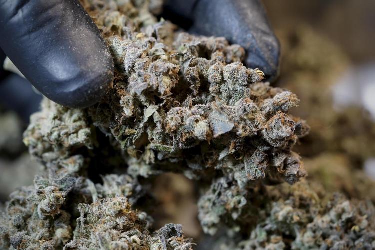 White Widow @Zamanesia-Playing classics. Week 13 - White Widow Trim Day 