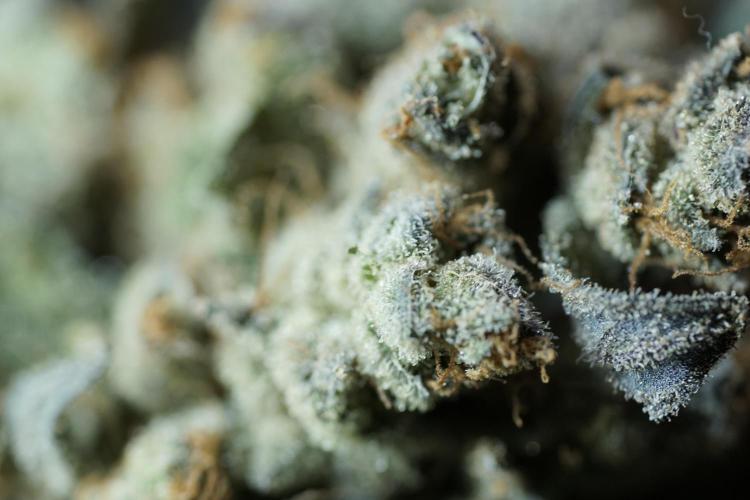 White Widow @Zamanesia-Playing classics. Week 13 - White Widow Trim Day 