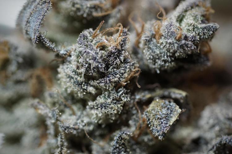 White Widow @Zamanesia-Playing classics. Week 13 - White Widow Trim Day 