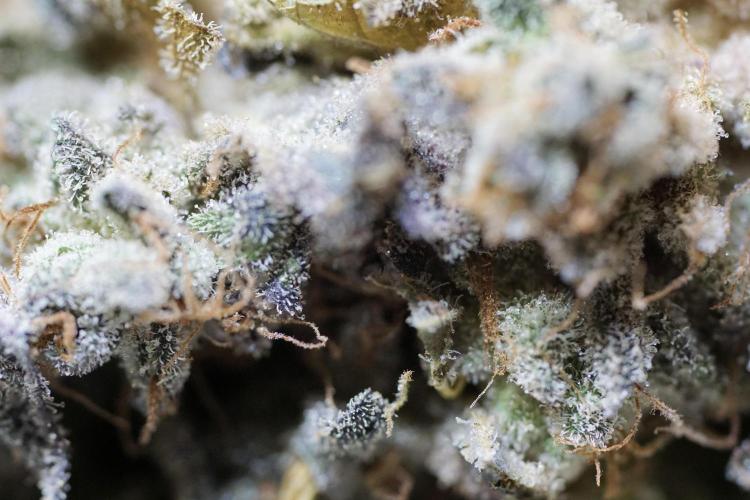 White Widow @Zamanesia-Playing classics. Week 13 - White Widow Trim Day 