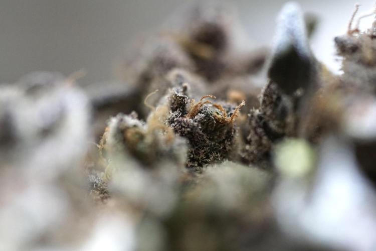 White Widow @Zamanesia-Playing classics. Week 13 - White Widow Trim Day 