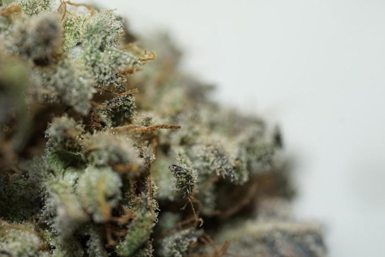 White Widow @Zamanesia-Playing classics. Week 13 - White Widow Trim Day 