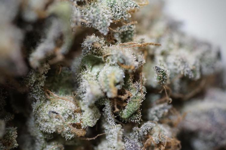 White Widow @Zamanesia-Playing classics. Week 13 - White Widow Trim Day 