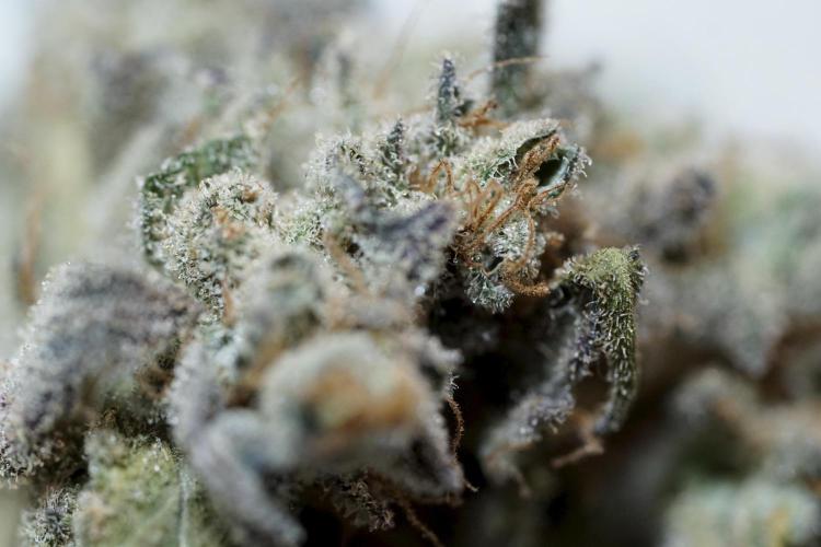 White Widow @Zamanesia-Playing classics. Week 13 - White Widow Trim Day 