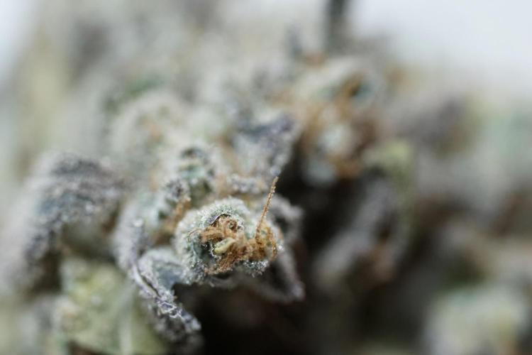 White Widow @Zamanesia-Playing classics. Week 13 - White Widow Trim Day 