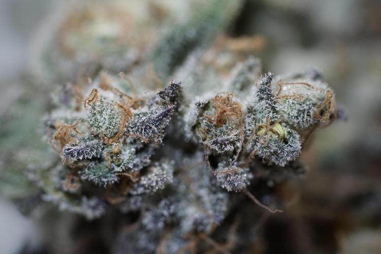 White Widow @Zamanesia-Playing classics. Week 13 - White Widow Trim Day 