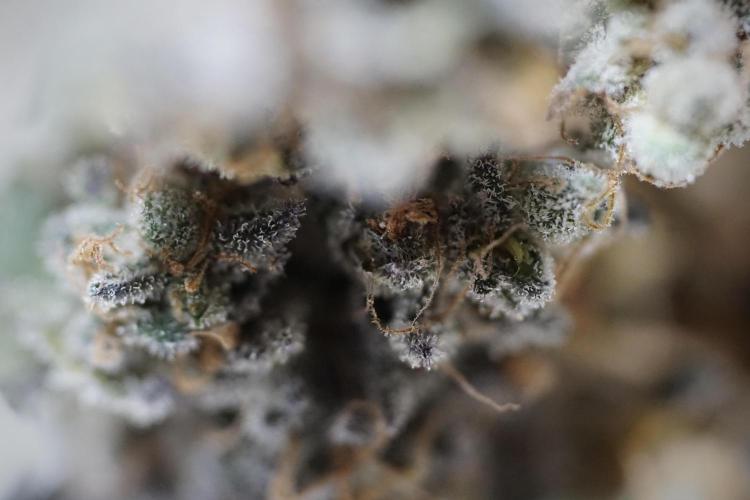 White Widow @Zamanesia-Playing classics. Week 13 - White Widow Trim Day 