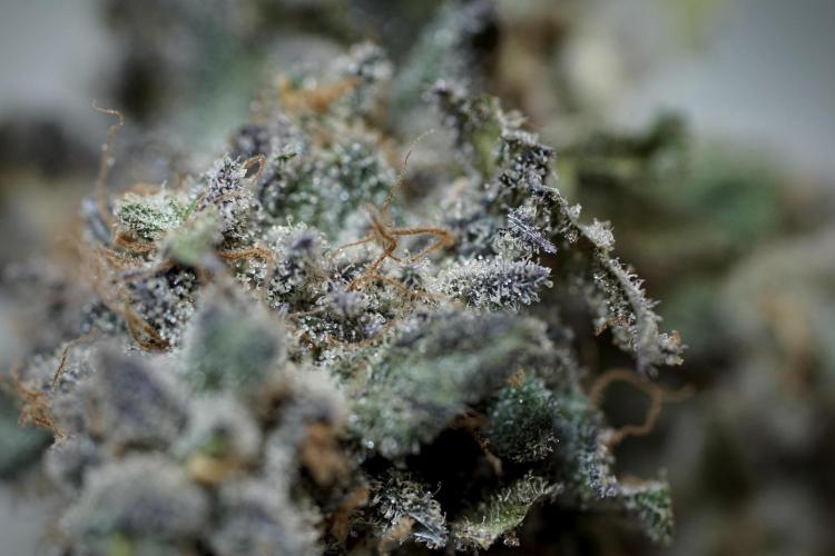 White Widow @Zamanesia-Playing classics. Week 13 - White Widow Trim Day 