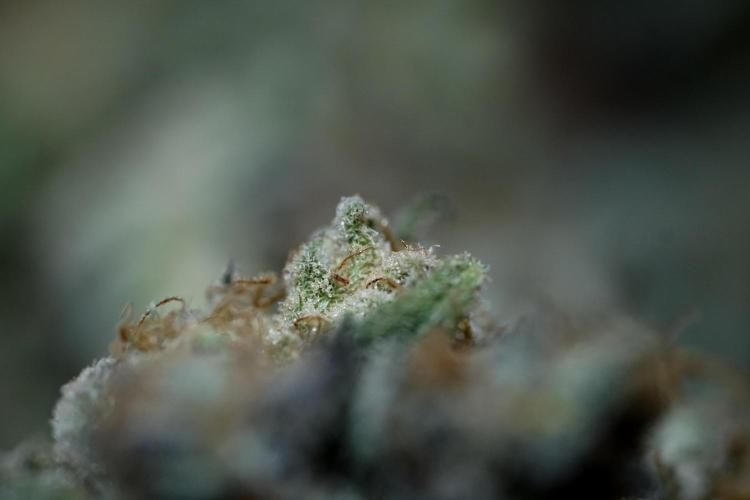 White Widow @Zamanesia-Playing classics. Week 13 - White Widow Trim Day 