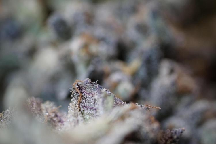 White Widow @Zamanesia-Playing classics. Week 13 - White Widow Trim Day 