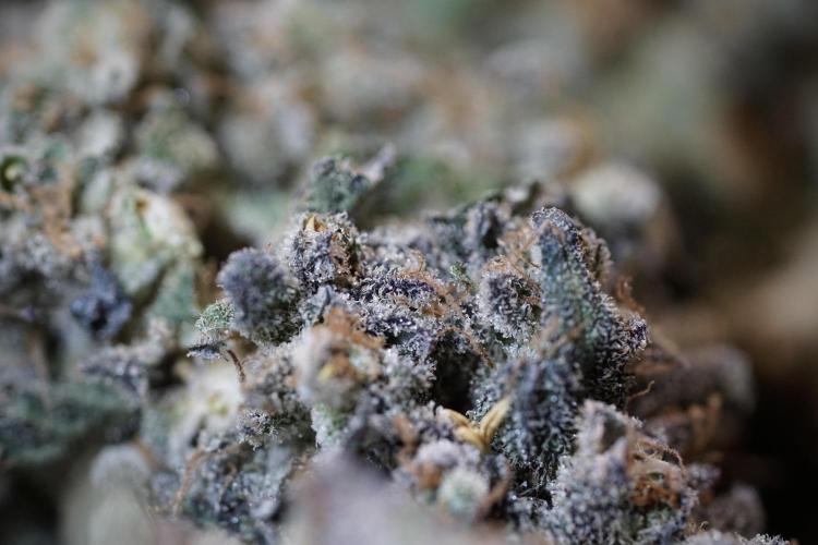 White Widow @Zamanesia-Playing classics. Week 13 - White Widow Trim Day 