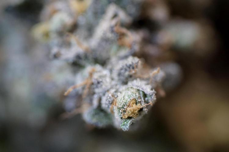 White Widow @Zamanesia-Playing classics. Week 13 - White Widow Trim Day 