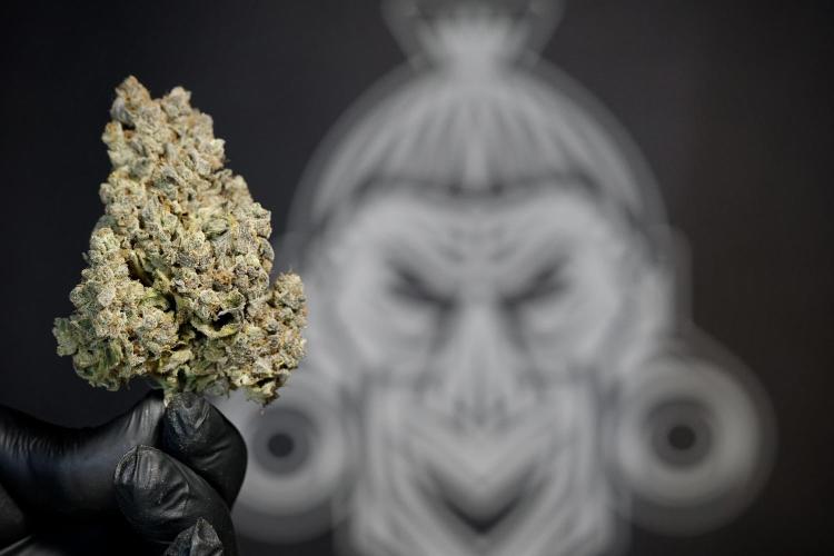 White Widow @Zamanesia-Playing classics. Week 13 - White Widow Trim Day 