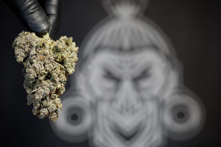 White Widow @Zamanesia-Playing classics. Week 13 - White Widow Trim Day 