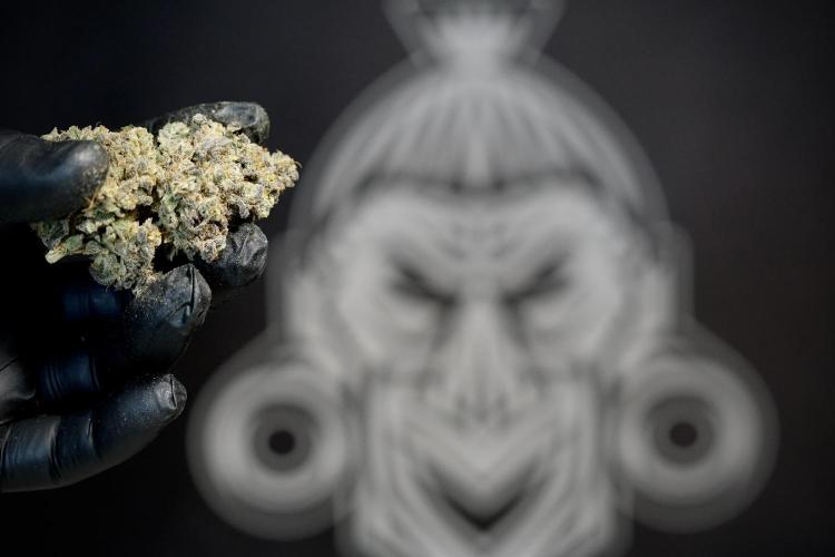 White Widow @Zamanesia-Playing classics. Week 13 - White Widow Trim Day 