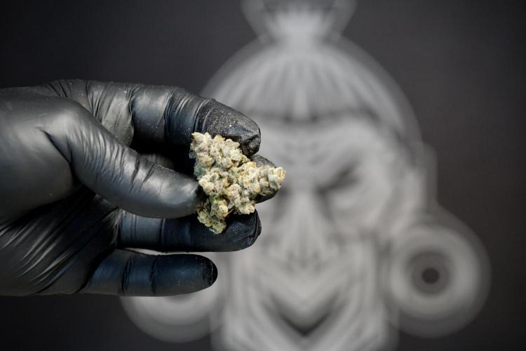 White Widow @Zamanesia-Playing classics. Week 13 - White Widow Trim Day 