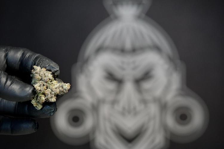 White Widow @Zamanesia-Playing classics. Week 13 - White Widow Trim Day 