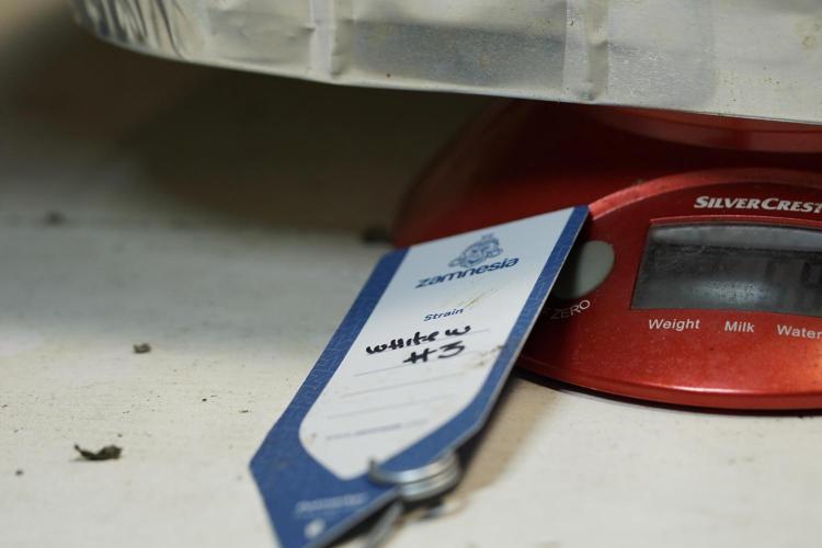 White Widow @Zamanesia-Playing classics. Week 13 - White Widow Trim Day 