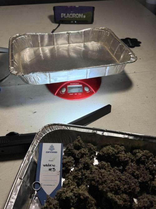 White Widow @Zamanesia-Playing classics. Week 13 - White Widow trim day