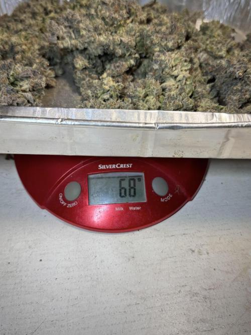 White Widow @Zamanesia-Playing classics. Week 13 - White Widow trim day final numbers