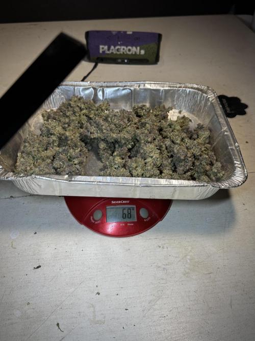 White Widow @Zamanesia-Playing classics. Week 13 - final numbers