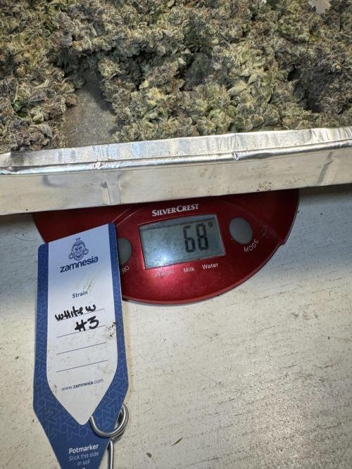 White Widow @Zamanesia-Playing classics. Week 13 - final numbers