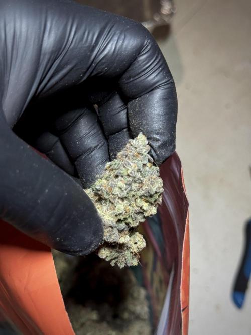 White Widow @Zamanesia-Playing classics. Week 13 - White Widow 