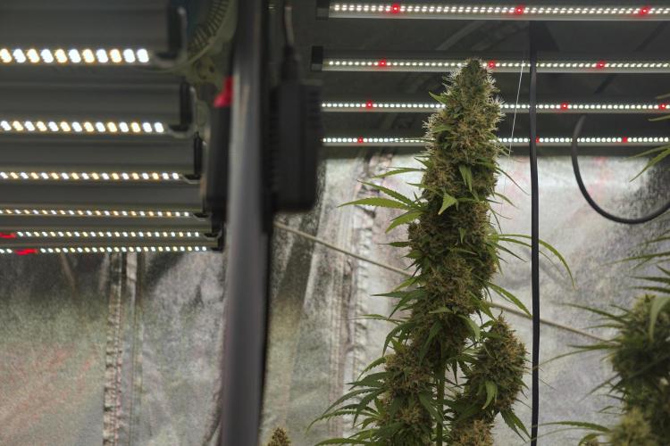 Dognabis 035 Permanent Marker (Zamnesia). Week 12 - Permanent Marker #1