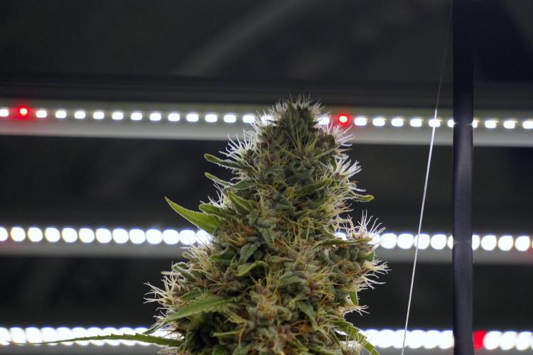 Dognabis 035 Permanent Marker (Zamnesia). Week 12 - Permanent Marker #1