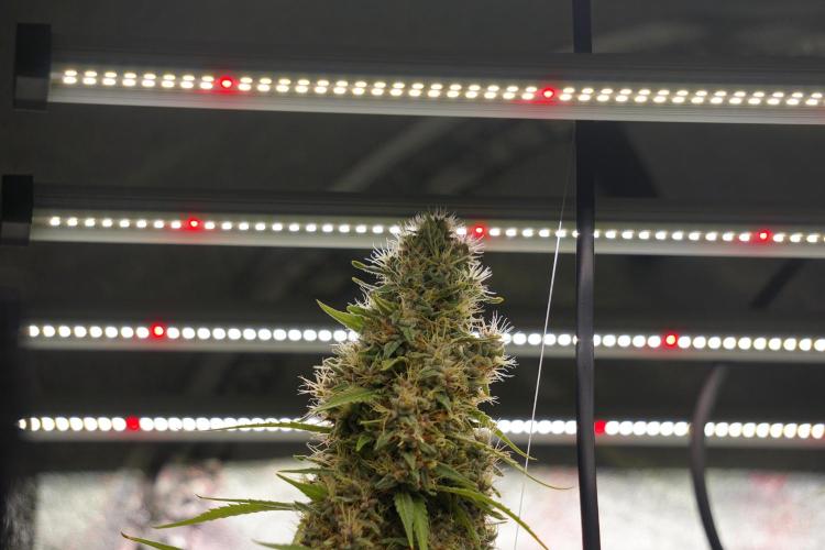 Dognabis 035 Permanent Marker (Zamnesia). Week 12 - Permanent Marker #1