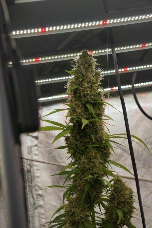 Dognabis 035 Permanent Marker (Zamnesia). Week 12 - Permanent Marker #1