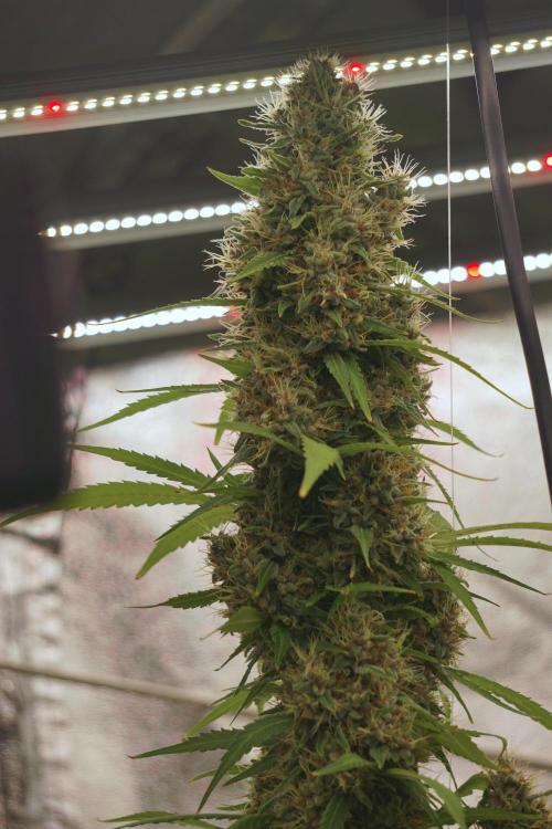 Dognabis 035 Permanent Marker (Zamnesia). Week 12 - Permanent Marker #1