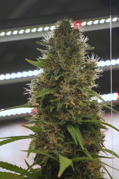 Dognabis 035 Permanent Marker (Zamnesia). Week 12 - Permanent Marker #1