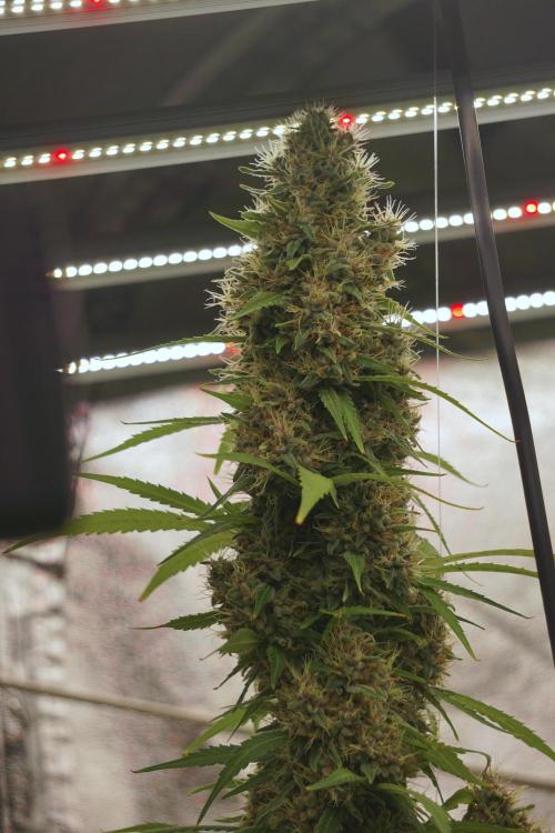 Dognabis 035 Permanent Marker (Zamnesia). Week 12 - Permanent Marker #1