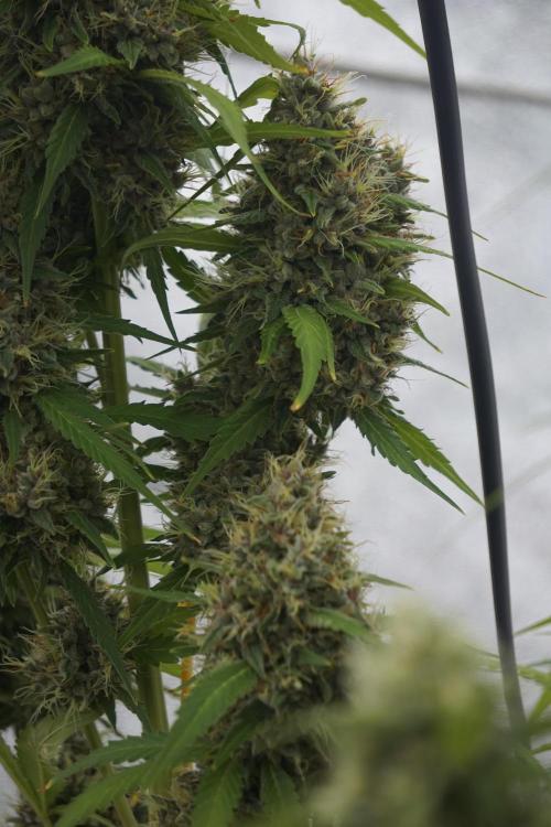 Dognabis 035 Permanent Marker (Zamnesia). Week 12 - Permanent Marker #1