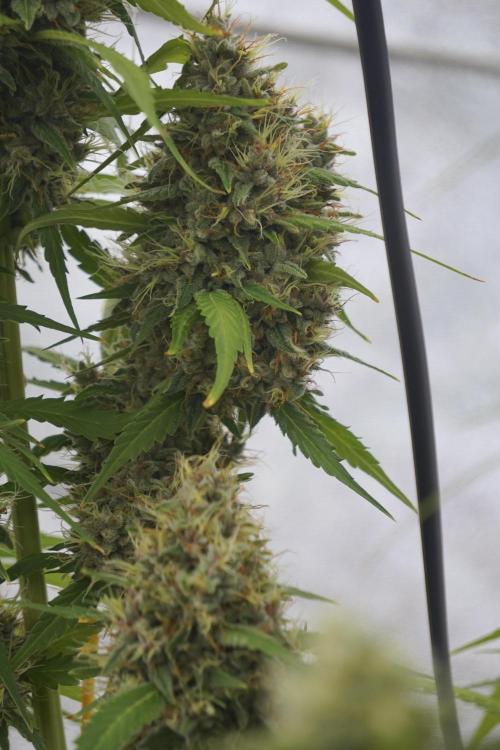 Dognabis 035 Permanent Marker (Zamnesia). Week 12 - Permanent Marker #1