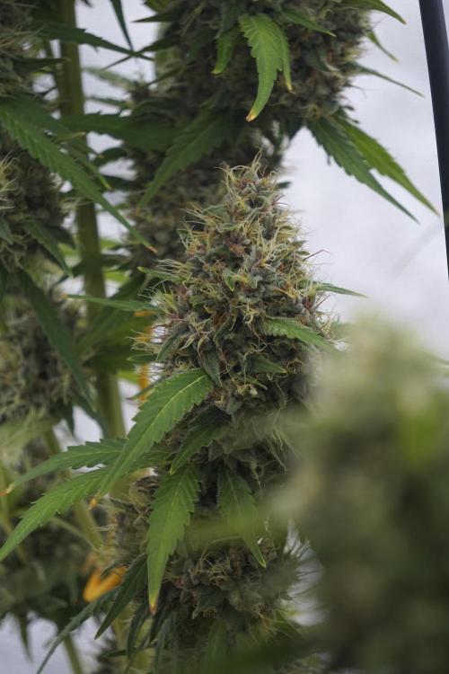 Dognabis 035 Permanent Marker (Zamnesia). Week 12 - Permanent Marker #1