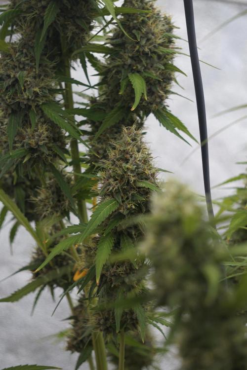 Dognabis 035 Permanent Marker (Zamnesia). Week 12 - Permanent Marker #1