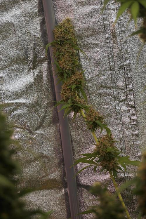 Dognabis 035 Permanent Marker (Zamnesia). Week 12 - Permanent Marker #1