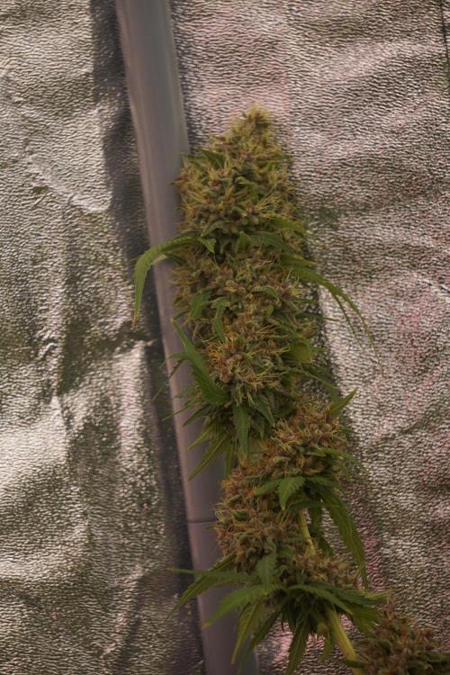 Dognabis 035 Permanent Marker (Zamnesia). Week 12 - Permanent Marker #1