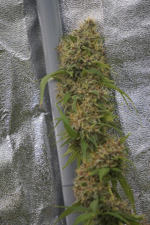 Dognabis 035 Permanent Marker (Zamnesia). Week 12 - Permanent Marker #1