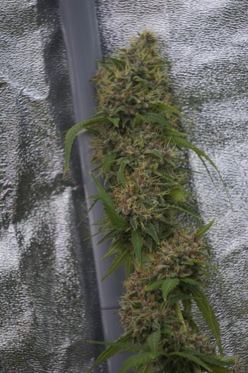 Dognabis 035 Permanent Marker (Zamnesia). Week 12 - Permanent Marker #1