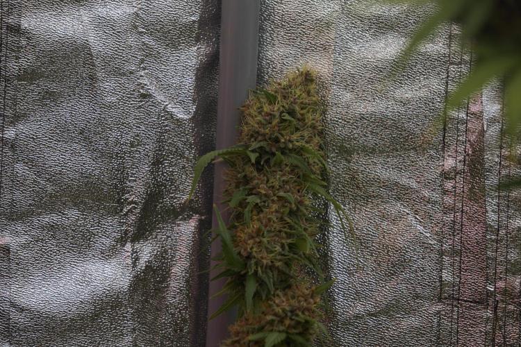 Dognabis 035 Permanent Marker (Zamnesia). Week 12 - Permanent Marker #1