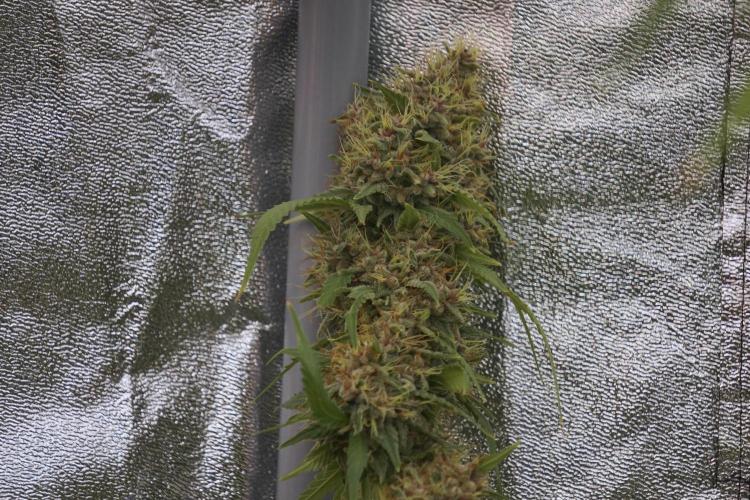 Dognabis 035 Permanent Marker (Zamnesia). Week 12 - Permanent Marker #1