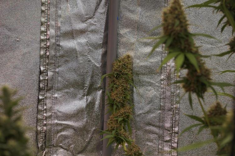 Dognabis 035 Permanent Marker (Zamnesia). Week 12 - Permanent Marker #1