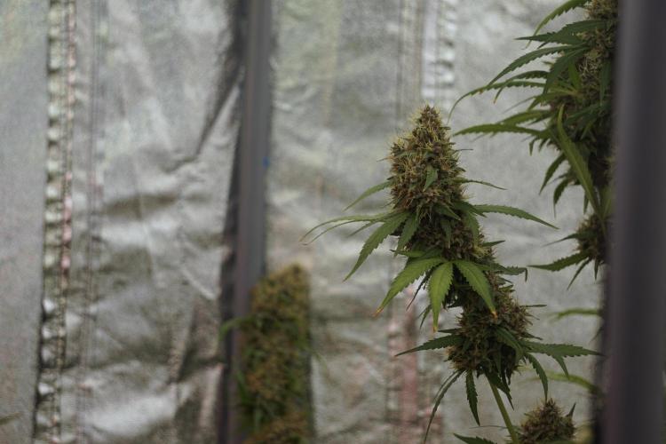 Dognabis 035 Permanent Marker (Zamnesia). Week 12 - Permanent Marker #1