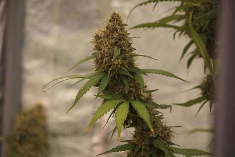 Dognabis 035 Permanent Marker (Zamnesia). Week 12 - Permanent Marker #1