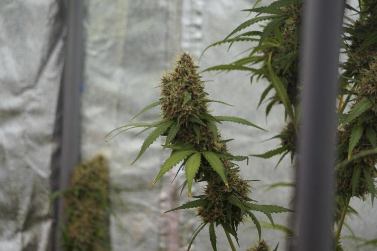 Dognabis 035 Permanent Marker (Zamnesia). Week 12 - Permanent Marker #1