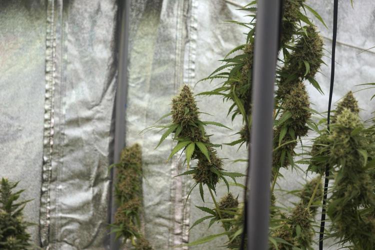 Dognabis 035 Permanent Marker (Zamnesia). Week 12 - Permanent Marker #1