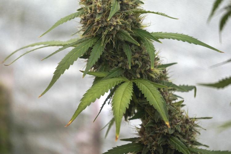 Dognabis 035 Permanent Marker (Zamnesia). Week 12 - Permanent Marker #1